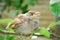 In the garden, sitting on a branch of a small nestling sparrow