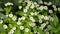 Garden small daisies close-up swaying in the wind. Flower of love and for divination on the petals. Perennial flowers for garden