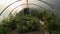 Garden in Small Greenhouse