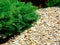 Garden with smooth river rocks and  small green juniper shrub or bush