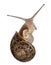 Garden Snail