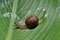 Garden Snail