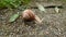 Garden snail with a brown shell