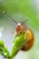 Garden snail close up climbing a plant