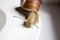 Garden snail close-up, crawling along the edge of a deep plate