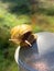 Garden Snail Closeup in Garden Vertical