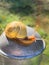 Garden Snail Closeup in Garden Vertical