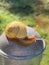 Garden Snail Closeup in Garden Vertical