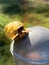 Garden Snail Closeup in Garden Vertical