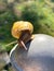 Garden Snail Closeup in Garden Vertical