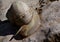Garden snail (cornu aspersum) climbig down from large stone.