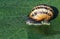 Garden snail,(Cornu aspersum) close up.