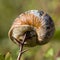 Garden snail (Cornu aspersum) impaled on thorn