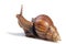 A Garden Snail (Cornu aspersum) isolated on a white