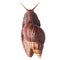 A Garden Snail (Cornu aspersum) isolated on a white background