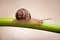 Garden snail crawling on green stem