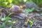 Garden snail crawling in spring forest, selective focus