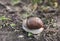 Garden snail crawling in spring forest, soft selective focus