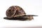 Garden Snail crawling on white background. french food