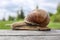 Garden snail crawls along log