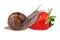 Garden Snail creeping on red berry strawberry