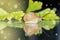 Garden snail on the dark mirror surface