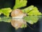 Garden snail on the dark mirror surface