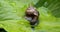 Garden snail eating green leaf