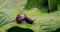 Garden snail eating wet fresh hosta leaf