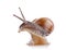 Garden snail (Helix aspersa)