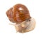 Garden snail (Helix aspersa)