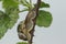 A Garden Snail, Helix aspersa, climbing up the stem of a thorny bramble bush.