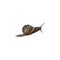 Garden snail Helix aspersa with decorated shell, crawling animal isolated, clipping path