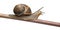 Garden Snail, Helix aspersa, in front of white background