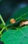 Garden snail Helix asperse on green leaf isolated. Save Earth concept. Snail on green leaf, green nature background.