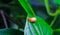 Garden snail Helix asperse on green leaf isolated. Save Earth concept. Snail on green leaf, green nature background.