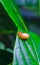 Garden snail Helix asperse on green leaf isolated. Save Earth concept. Snail on green leaf, green nature background.