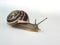 Garden Snail with horns high