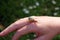 Garden snail on a human hand.