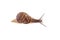 Garden snail isolated