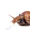 Garden Snail isolated on a white background with clipping path