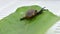 Garden snail or Land snail or Cornu aspersum or slugs crawling on a green leaf