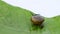 Garden snail or Land snail or Cornu aspersum or slugs crawling on a green leaf