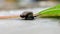 Garden snail or Land snail or Cornu aspersum or slugs crawling on a ground