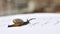 Garden snail or Land snail or Cornu aspersum or slugs crawling on a white surface