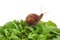 Garden snail on lettuce leafs