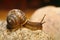 Garden snail with pretty brown shell on granite rock.