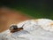 Garden snail with pretty brown shell on granite rock.