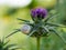 Garden snail on purple flower. Outdoor environment. Summer spring. Beautiful animal wildlife background. Green fresh