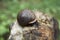 Garden snail on quartz